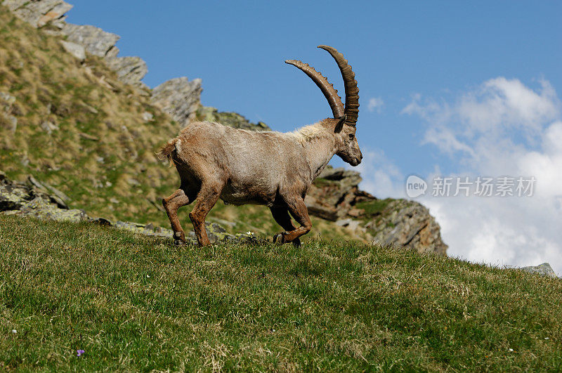 高山山羊 (Capra ibex ibex)